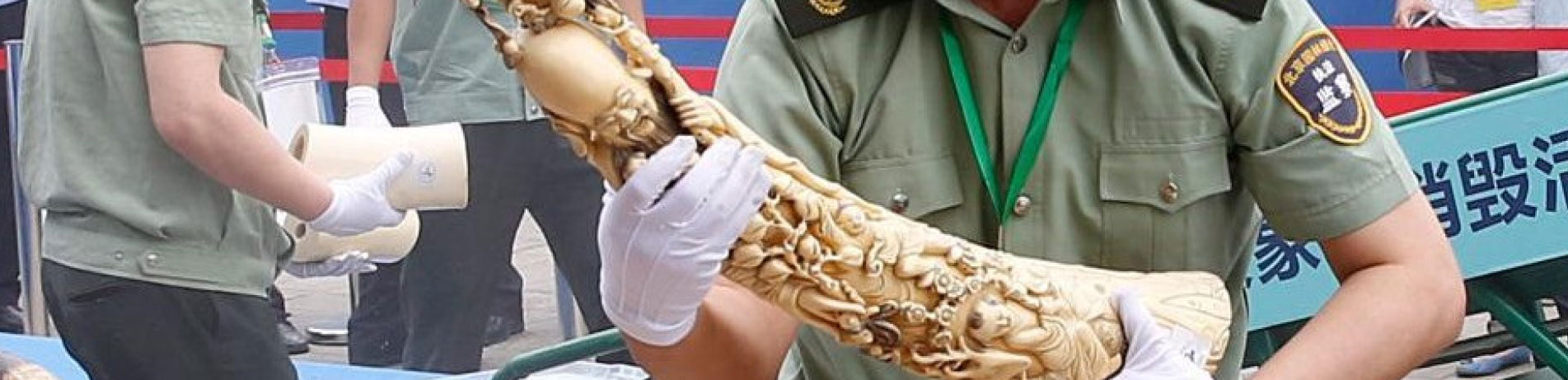 Chinese officials handle seized ivory carvings