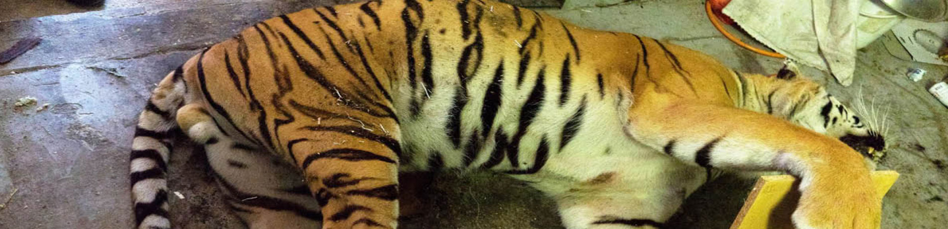 Dead tiger in a slaughterhouse, Czech Republic