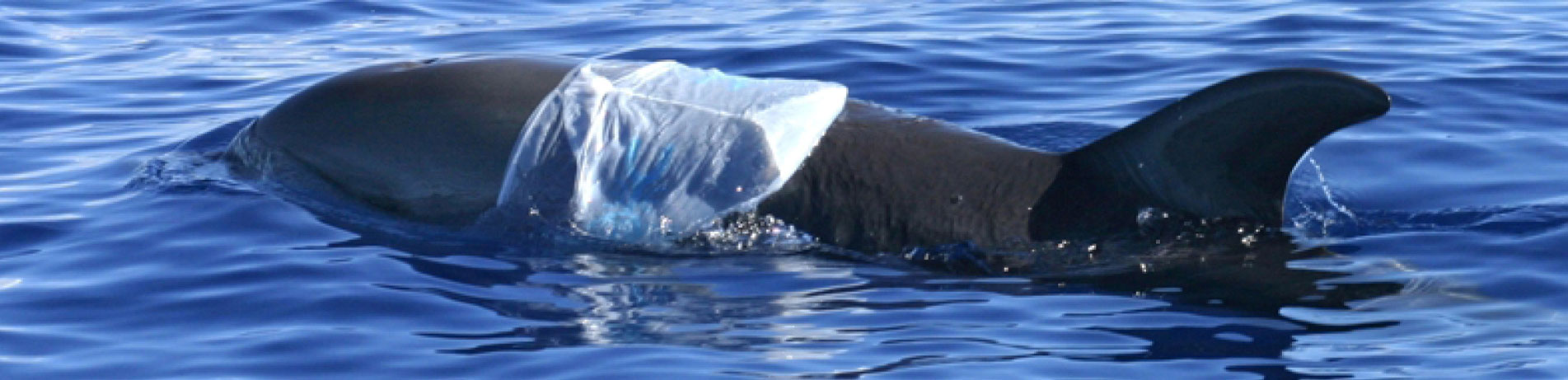 Dolphin with a plastic bag attached to its body