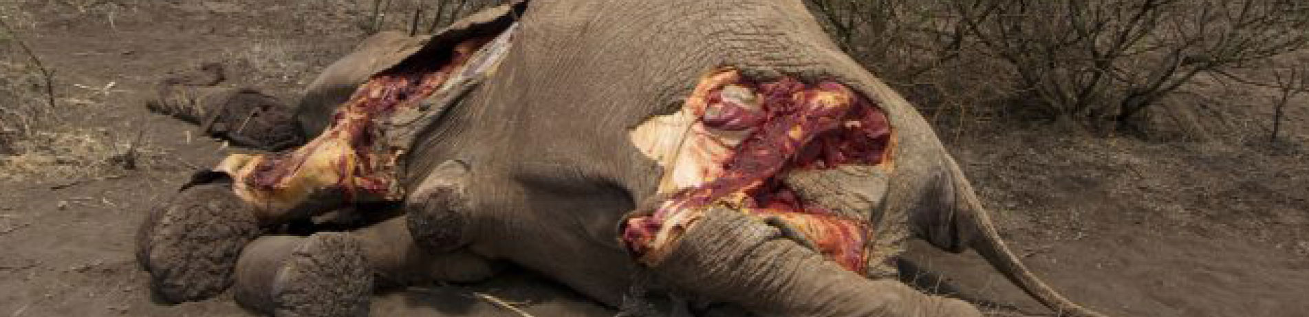 Body of Hope, an elephant poached in Kenya
