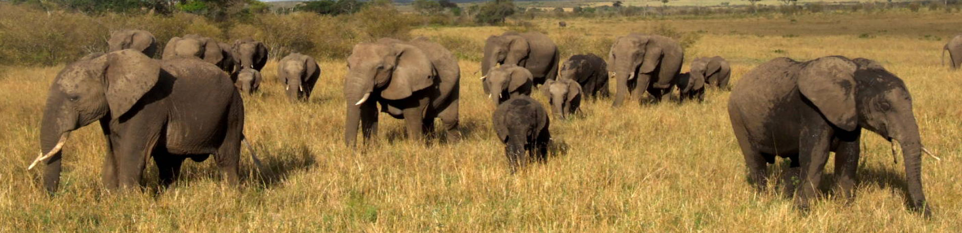 Herd of wild elephants