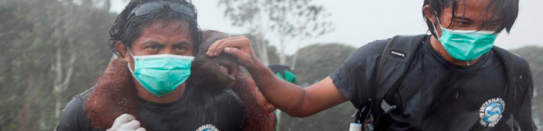 International Animal Rescue workers rescue an Orangutan
