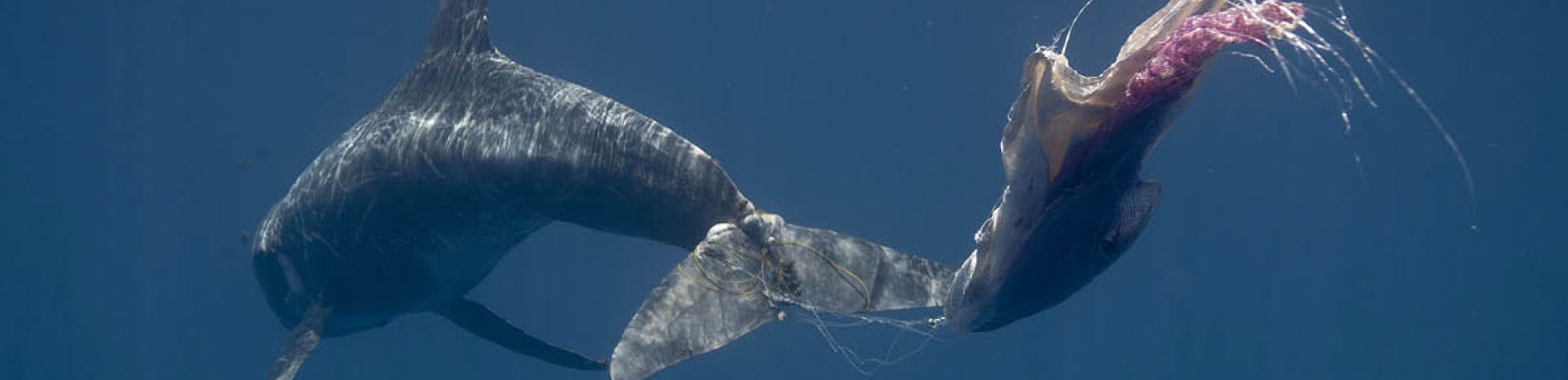 Cetacean with its tail entangled in plastic debris