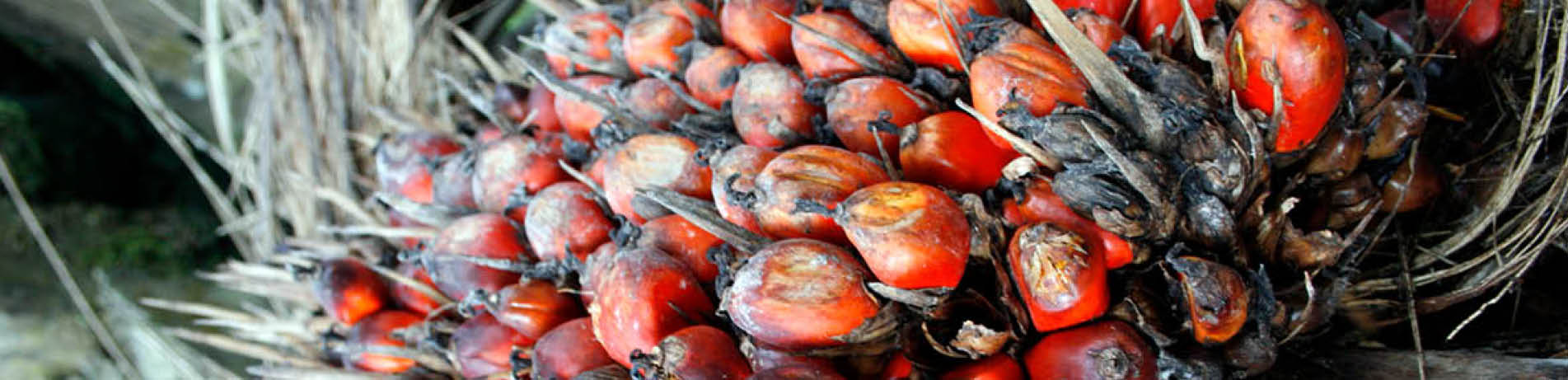 Palm oil fruits