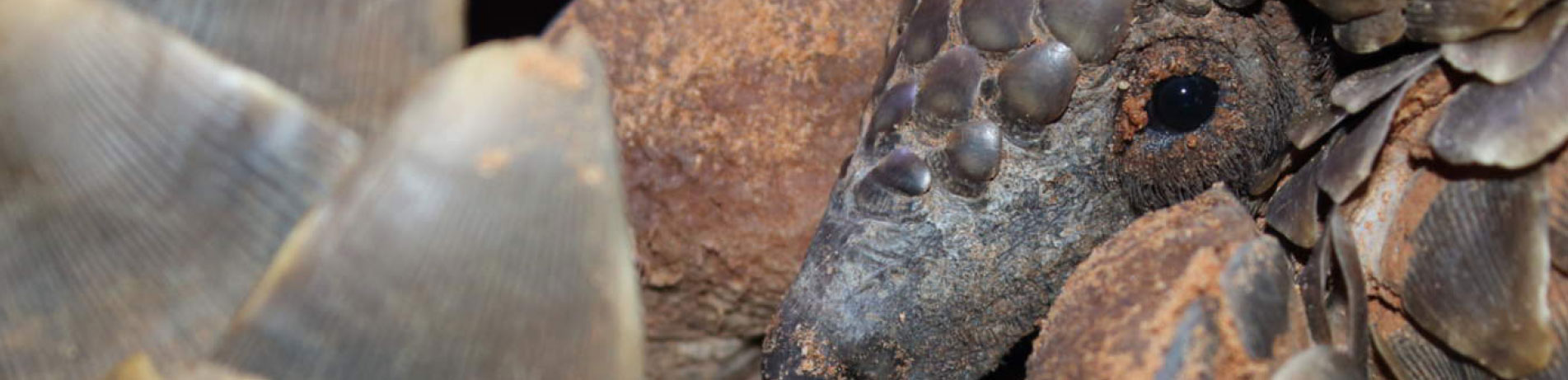 Close up image of a ground pangolin (c) African Pangolin Working Group