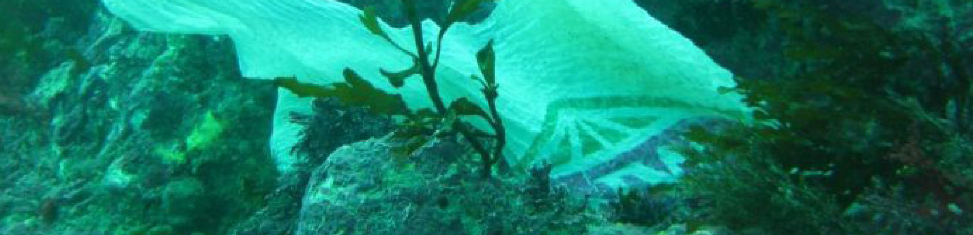 Close up image of a plastic bag on the sea bed