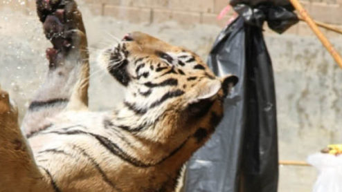 Captive tiger at the Tiger Temple, Thailand