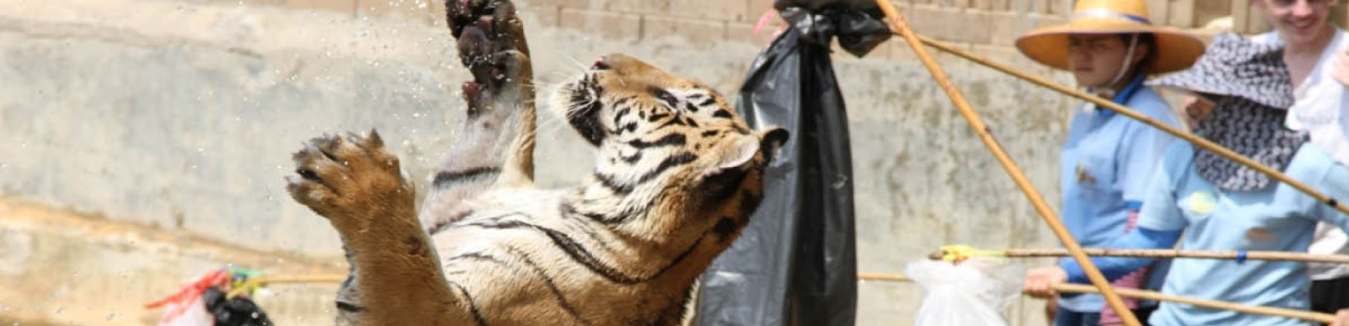 Captive tiger at the Tiger Temple, Thailand