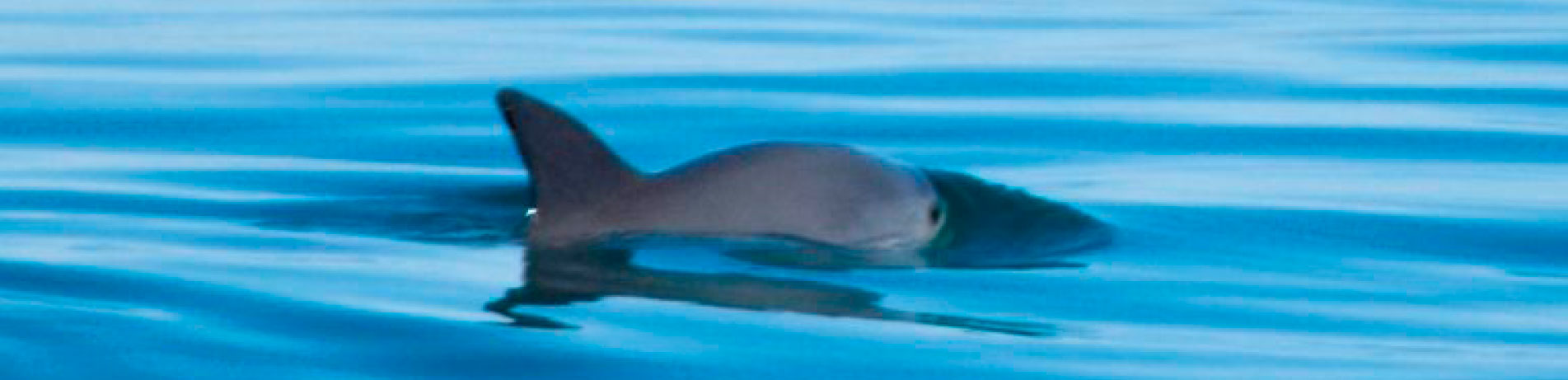 Vaquita porpoise in the wild