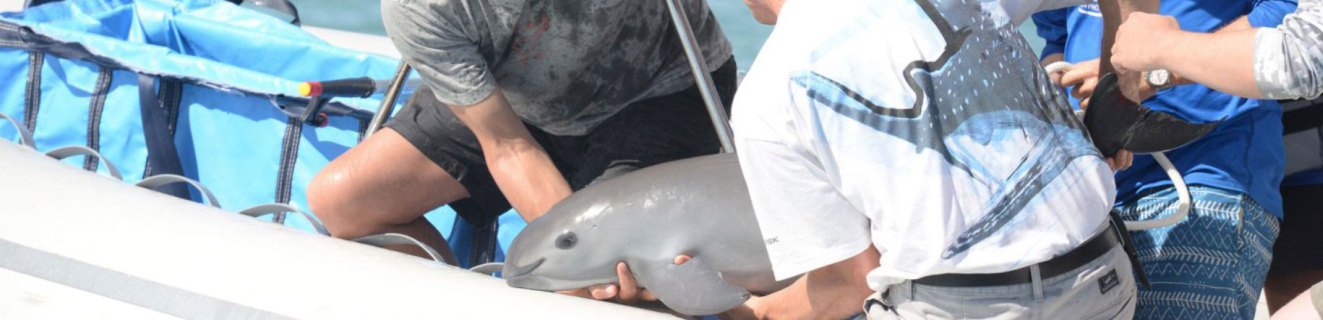 Vaquita calf being handled by members of the Vaquita CPR operation