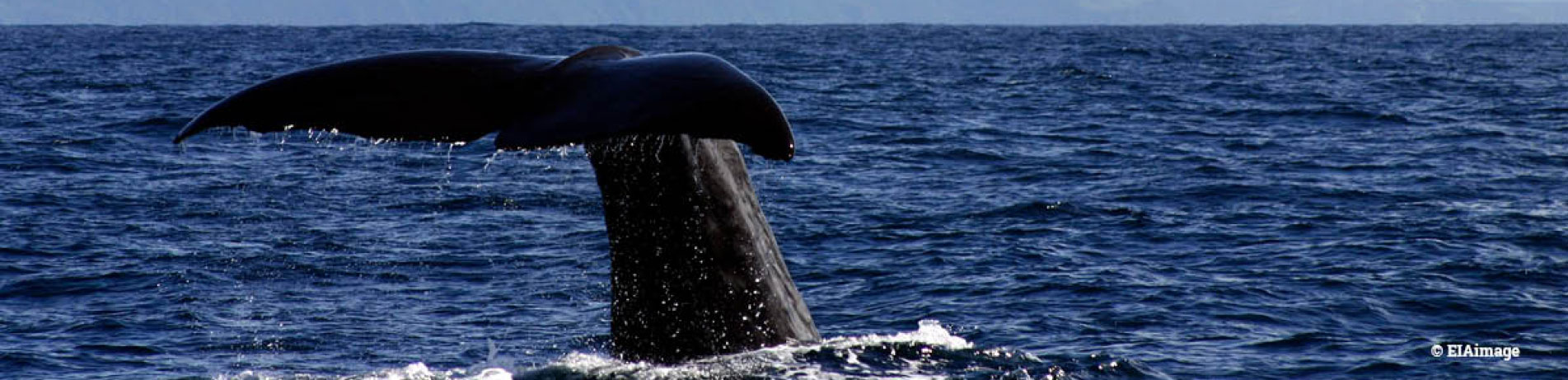 Whale tail fluke, New Zealand