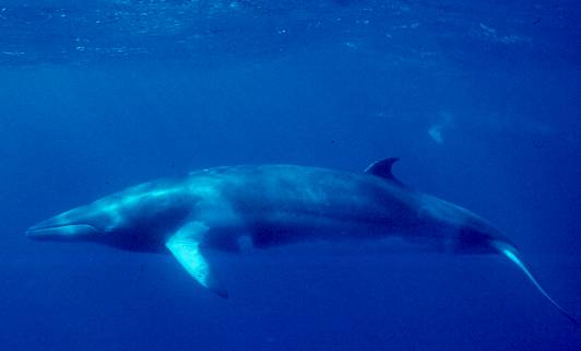 Minke whale (c) NOAA