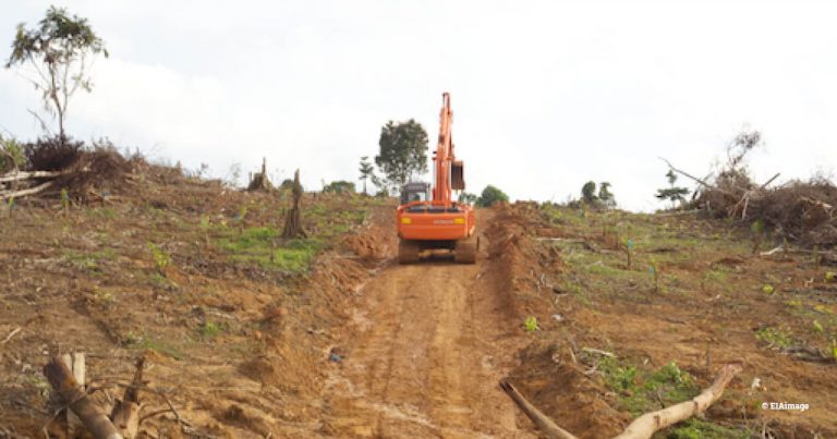 Podcast – is palm oil still a big problem … and will it ever be truly sustainable?