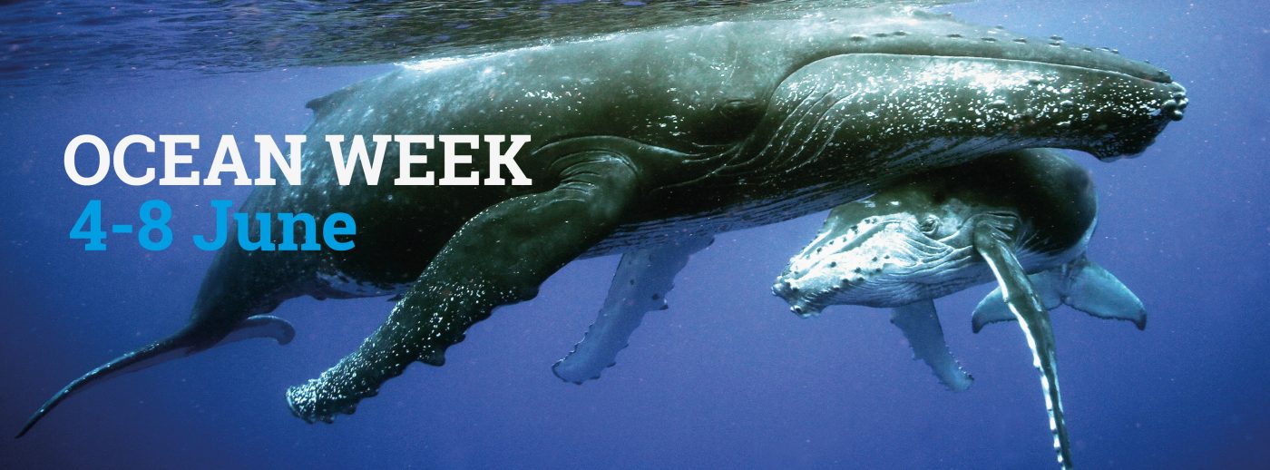 Ocean Week Dive into the big blue for an indepth look at our campaign