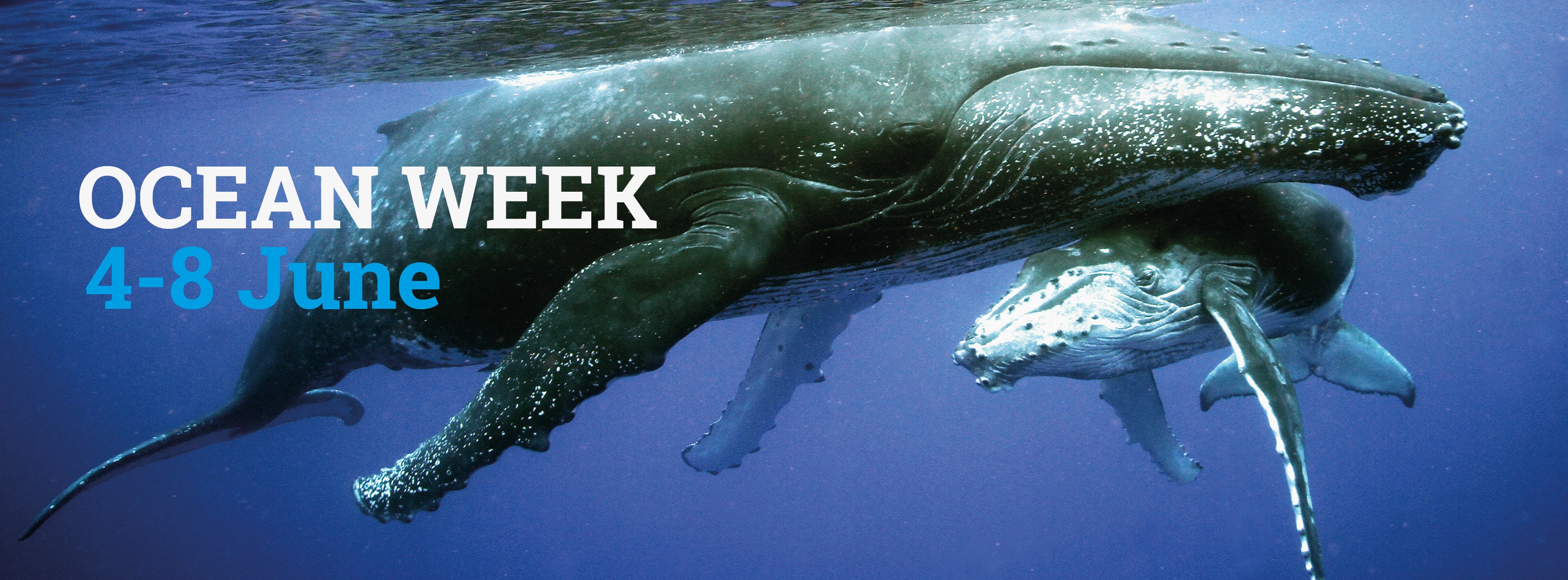 Ocean Week: Making a whale of a difference to coastal communities, the ocean  and planet Earth - EIA