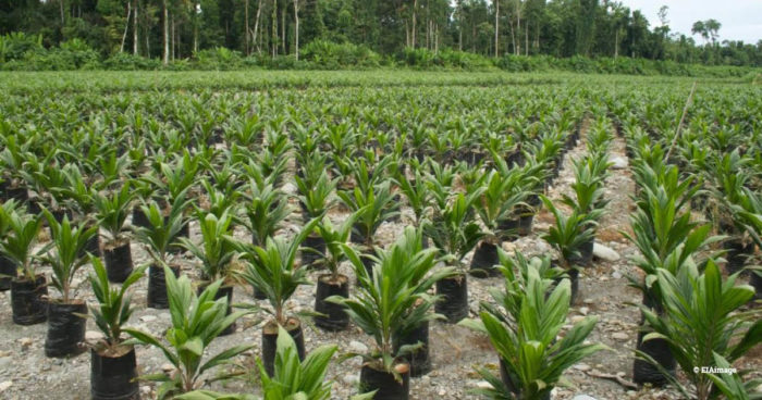 Oil palm plantation on deforested land in Papua, Indonesia