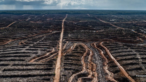 PT Megakarya Jaya Raya (PT MJR) palm oil concession in Papua (c) Greenpeace