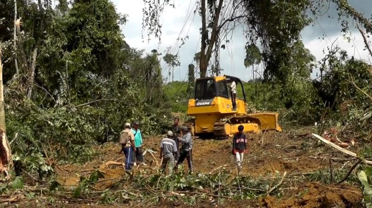 Backtracking on reform: how Indonesia’s Government is weakening its palm oil standards