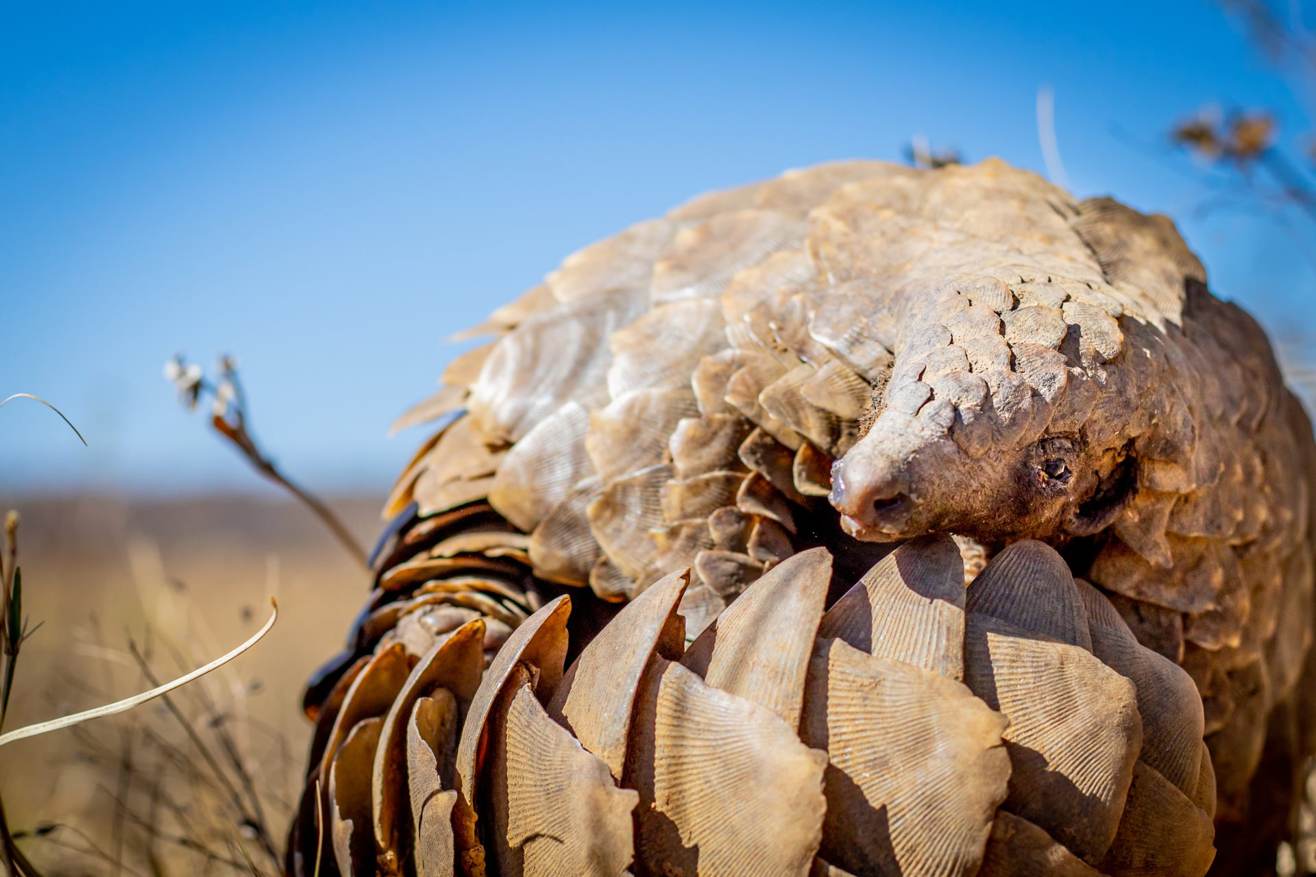 An alternative to pangolins – protection through plant-based substitutes in  traditional Chinese medicine - EIA