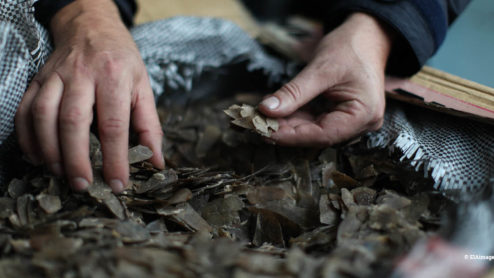 Hands sifting through a large sack of Pangolin scales