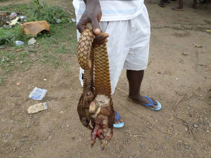 Pangolins killed for bushmeat, Ghana (c) African Pangolin Working Group