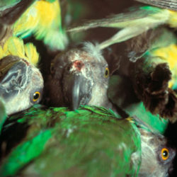 Close up image of parrots crated up for export in Senegal, 1985