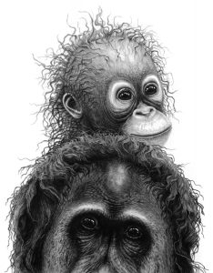A pencil drawing of orang utans by wildlife artist Gary Hodges