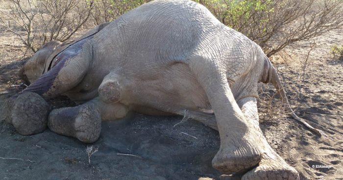 An elephant killed by poaching