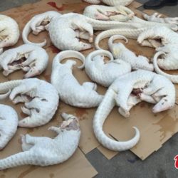 Dead pangolins seized by police in South China's Guangdong province, September 12, 2015 (Photo CFP)