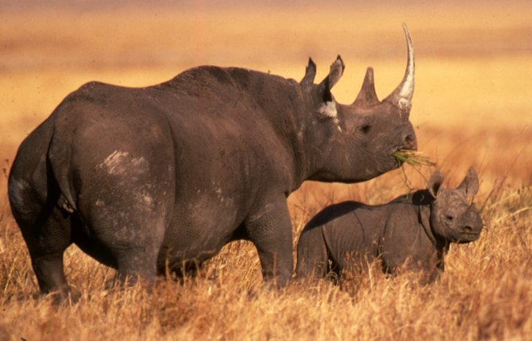 Consensus on ivory trade at the forthcoming CITES CoP20 summit unlikely due to competing interests