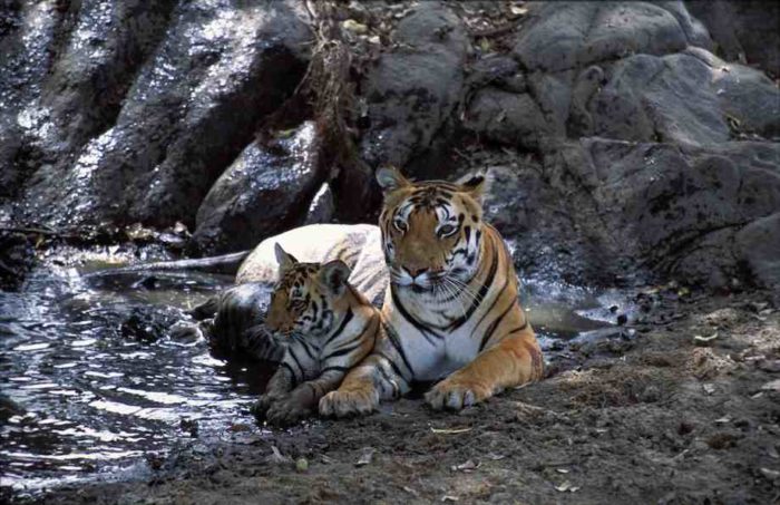 Tiger and cub (c) Robin Hamilton
