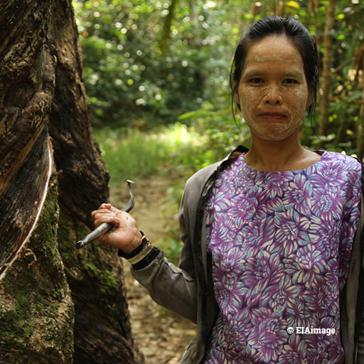 A female rubber tapper standing next to a tree holding a traditional rubber tapping tool