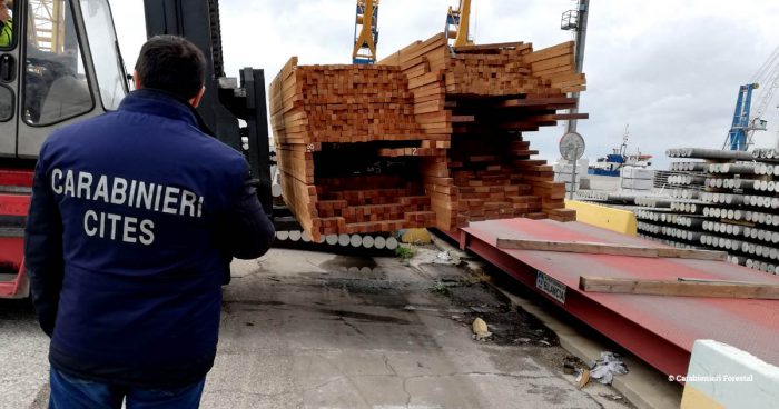 Italian Carabinieri standing close to seized Myanmar teak on a forklift at Trieste port