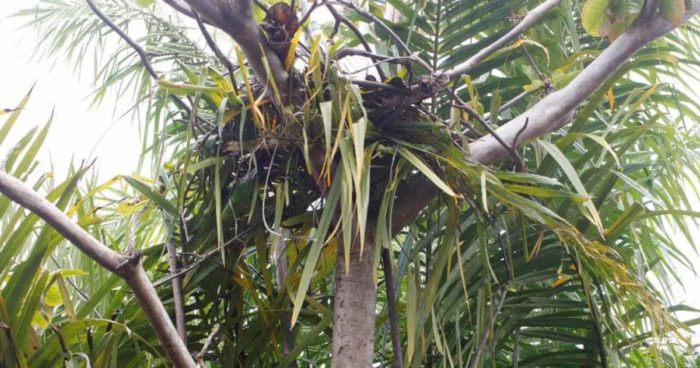 Sebangau orangutan nest