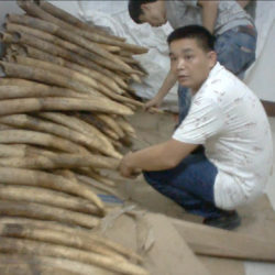 Two Chinese men showing a pile of illegal ivory in a storage room