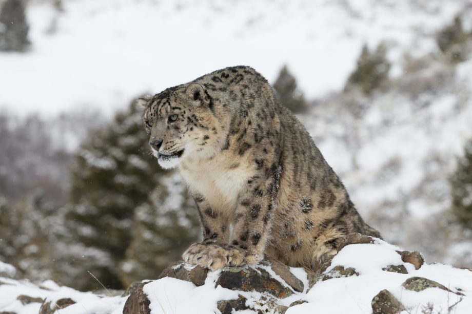 Snow leopards: ‘Ghost of the mountain’ under pressure from the spectre ...