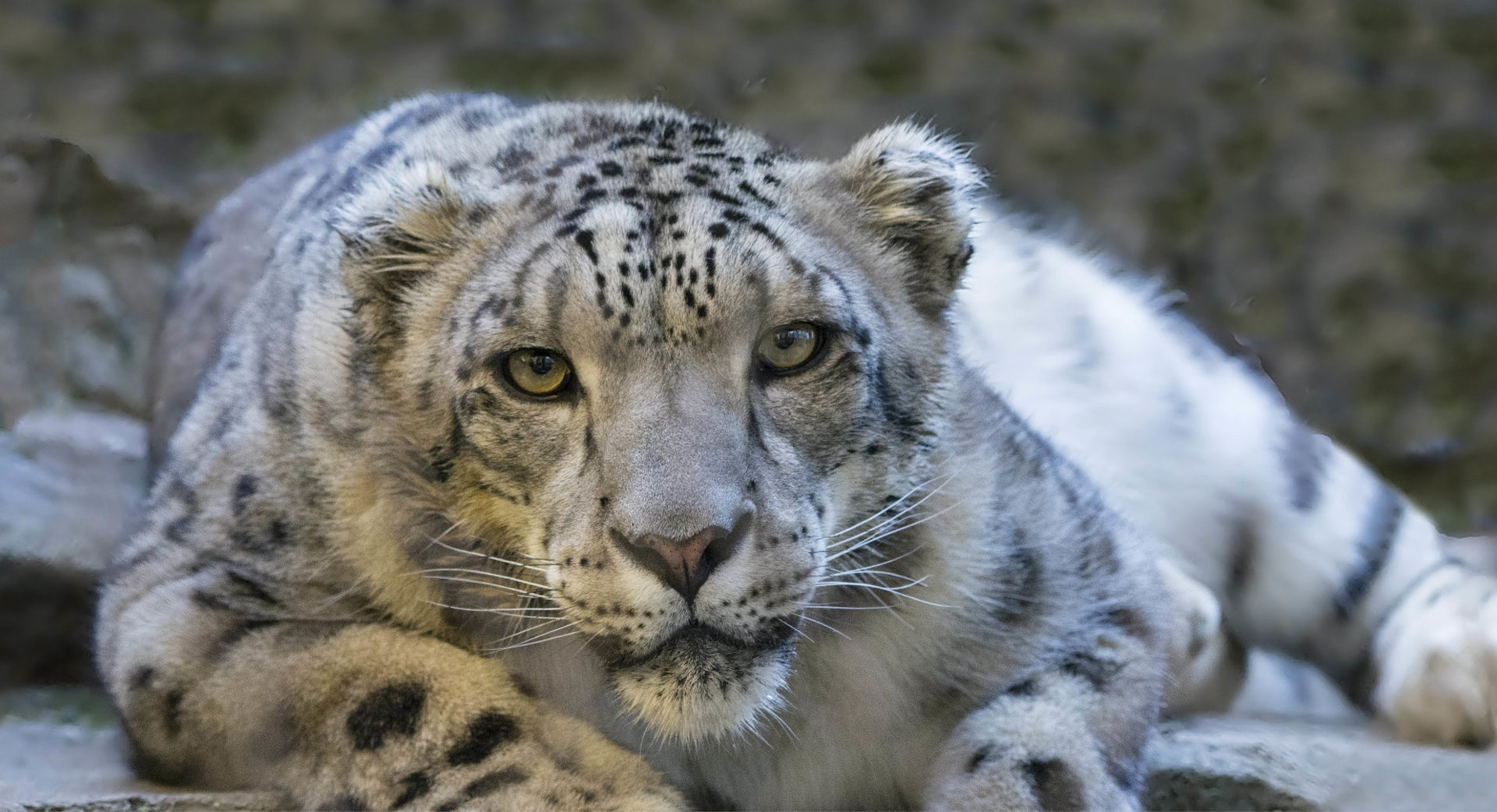 Snow leopard