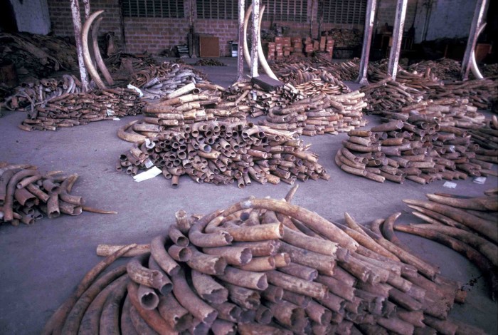 EIA archive shot of stockpile of ivory seizures in Dar Es Salaam, Tanzania