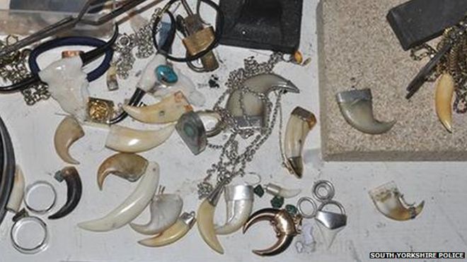 The tiger claws and teeth were found at Catherine Emberton's house during a police raid (c) South Yorkshire Police