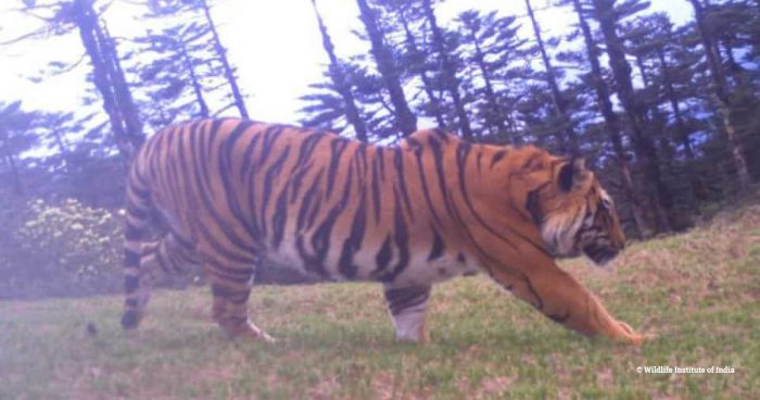 Tiger on cam trap, Dibang Valley, India