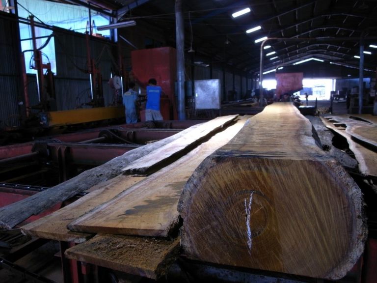  	 Indonesia’s plans to water down legal timber rules could reopen the door to stolen wood