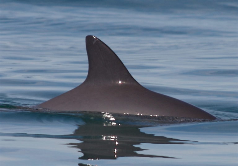  	 Japan’s move to kill fin whales is a ‘desperate effort’ to prop up a destructive, outdated industry