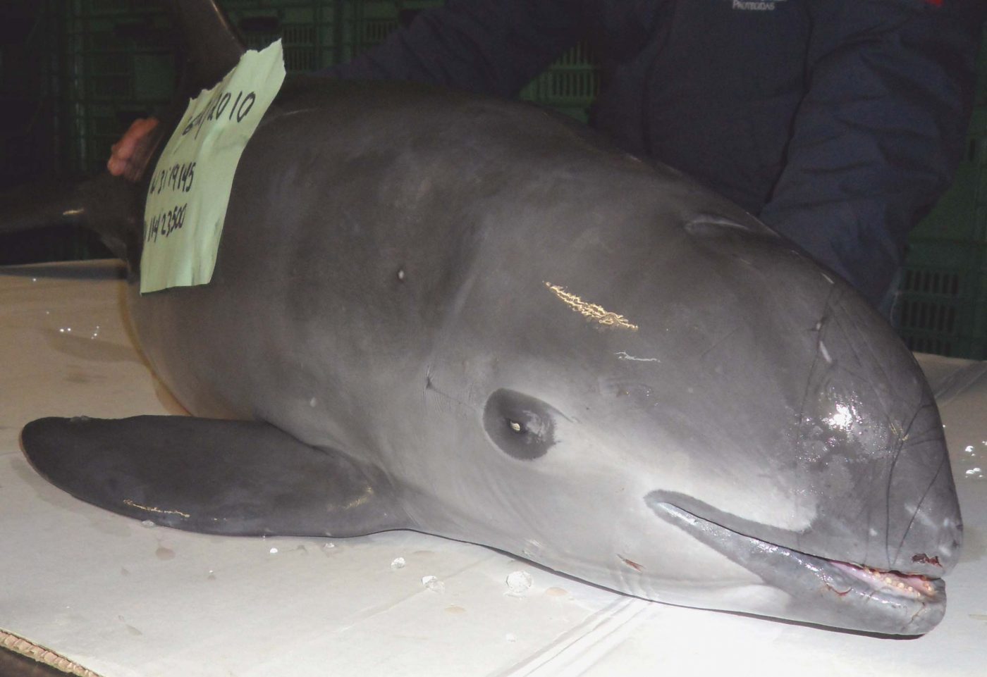 Staring down the barrel of extinction just 10 vaquita porpoises