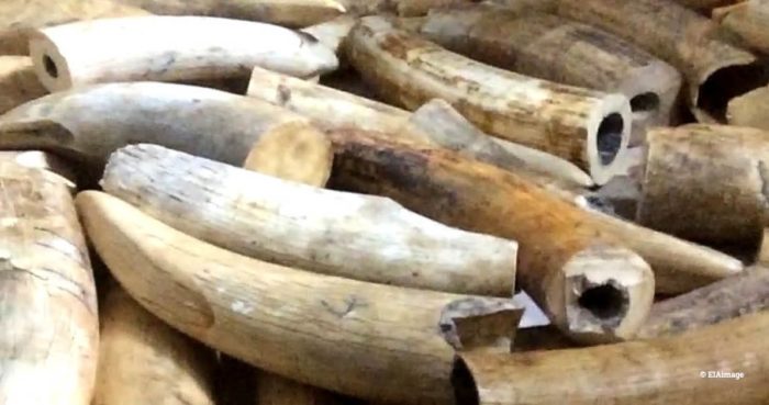 Vietnam ivory tusks