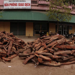 Vietnam rosewood
