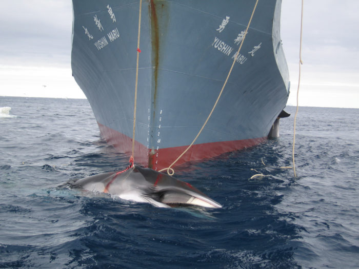 A whale is captured by the Yushin Maru (c) Customs and Border Protection Service Commonwealth of Australia