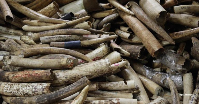 Large ivory seizure in Mozambique comes amid worrying signs of increasing elephant poaching