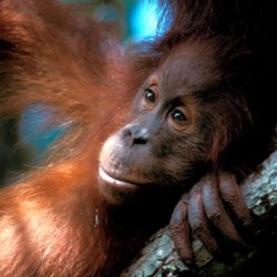 An orangutan lies in a tree