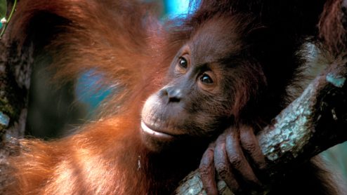 An orangutan lies in a tree
