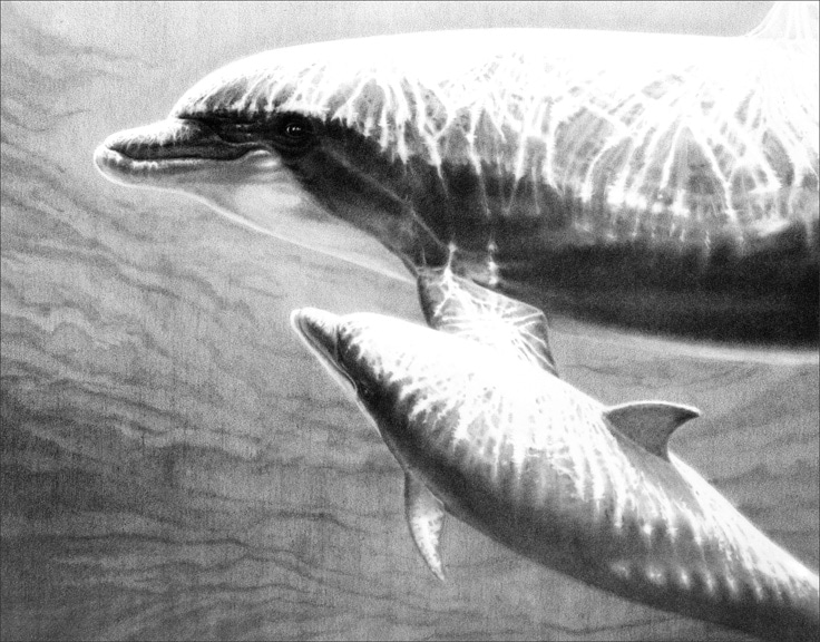 A pencil drawing of bottlenose dolphins by wildlife artist Gary Hodges